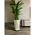 thumbnail image 5 of D-GROEE Plastic Plant Caddy with/without Easy Moving Caster Wheels Round Movable Planter Dolly Trolley Tray Pallet Outdoor Indoor Tree Flower Planter Stand Base, 5 of 6