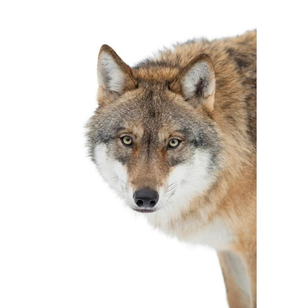 Gray Wolf Face Portrait Close Up Isolated Wolf Posters For Walls