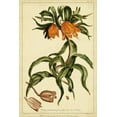 thumbnail image 2 of Miller, Phillip 17x24 White Modern Wood Framed Museum Art Print Titled - Corona Imperalis Pl. CV, 2 of 4