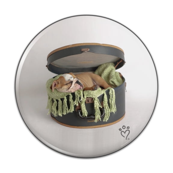 English Bulldog Puppy Dog Sleeping Hatbox Box Pinback Button Pin