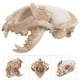 thumbnail image 5 of Esqueleto de gato de resina, modelo de cráneo de gato de la fortuna, figura decorativa para acuario o pecera., 5 of 7