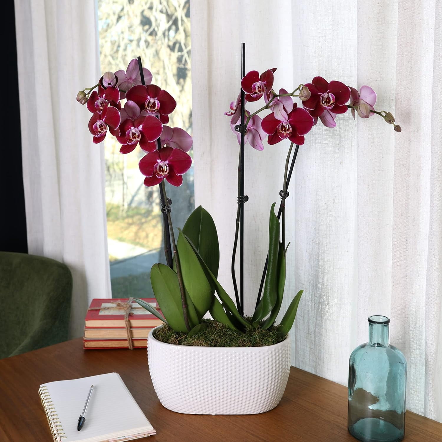 Just Add Ice 16-30" Dark Purple Premium Orchid Duo Live Plants in 10" White Dot Ceramic Planter, House Plant