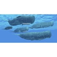 thumbnail image 2 of A pod of sperm whales swimming together. Poster Print by Corey Ford/Stocktrek Images, 2 of 2