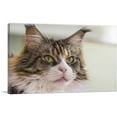 thumbnail image 1 of ARTCANVAS Maine Coon Cat Home decor Canvas Art Print - Size: 26" x 18" (1.50" Deep), 1 of 9