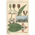thumbnail image 2 of The Water Lily, Nelumbo Lutea, And Flower Parts Poster Print By ® Florilegius Mary Evans (18 X 24), 2 of 4