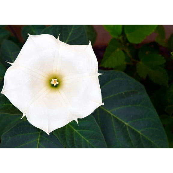 White Trumpet Bush Seeds to Grow | 20 Pack of Seeds | White Fragrant Flowers, Trumpet Plant