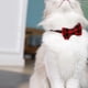 thumbnail image 5 of Laklulu - Paquete de 2 collares para gatos con pajarita y cascabel, collar para gatitos personalizado, 5 of 5