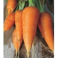 thumbnail image 4 of GSDWIUEW Sweet Carrot Carotel Red Heirloom Vegetable for Planting, 4 of 8