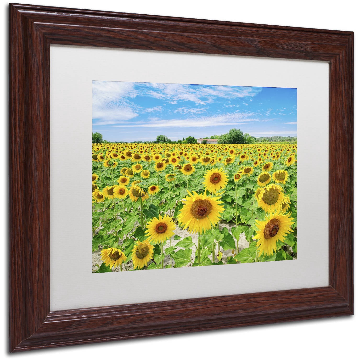 Trademark Fine Art "Field of Yellow" Canvas Art by Michael Blanchette Photography White Matte, Wood Frame