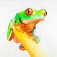thumbnail image 2 of Atelier B Art Studio 15x15 White Modern Wood Framed Museum Art Print Titled - Curious Red-eyed Frog, 2 of 4