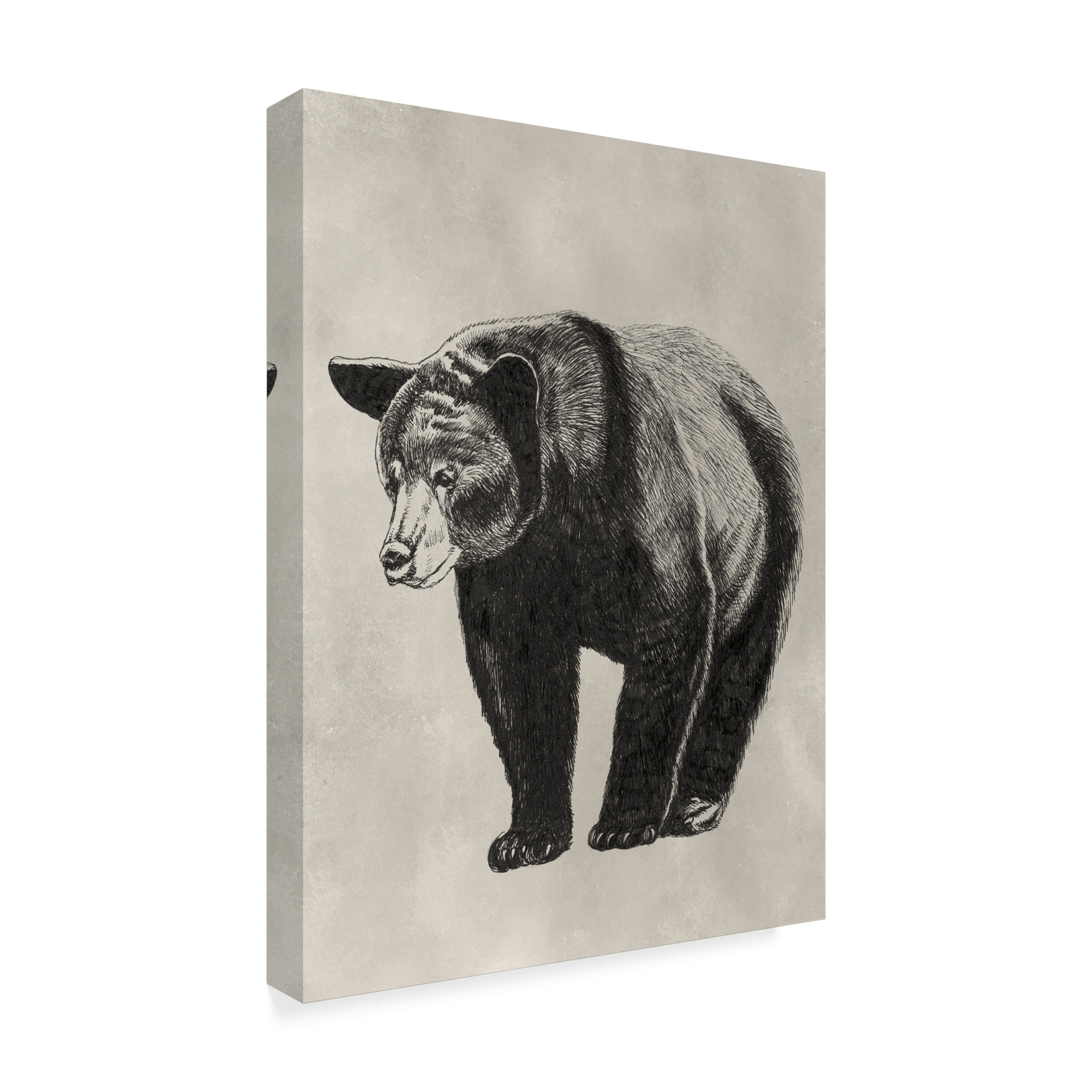 Trademark Fine Art 'Pen And Ink Bear II' Canvas Art by Naomi McCavitt
