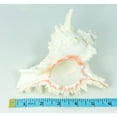 thumbnail image 3 of Murex Ramosus Shell | 1 Murex Sea Shell | 6-7" Large, 3 of 6