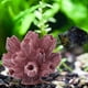 thumbnail image 2 of Coral artificial NikouMX 2 piezas Adorno de coral para acuario, 2 of 6