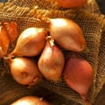 thumbnail image 3 of TomorrowSeeds - Nero Shallot Sets (Bulbs) - F1 Round Traditional Echalote Onion Set Scallion Grow Garden Planting Vegetable Seeds 2025 Seed - 4 Pounds, 3 of 10