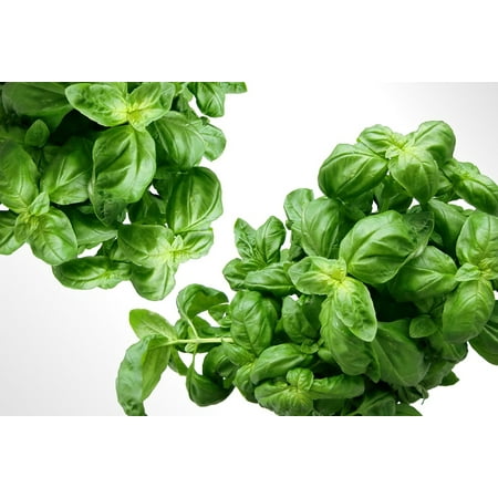 Mediterranean Herb - Canvas Print Plant Herbs Mediterranean Leaves Basil Green Stretched Canvas 10 x 14