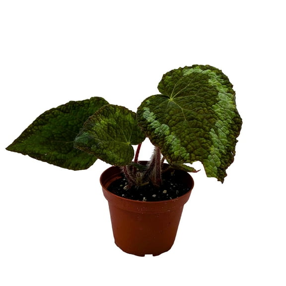 BubbleBlooms Harmony's Longiciliata Begonia, Begonia Sizemoreae, Begonia Rex in 4 inch Pot, Iridescent Blue Flash, Painted-Leaf Begonia