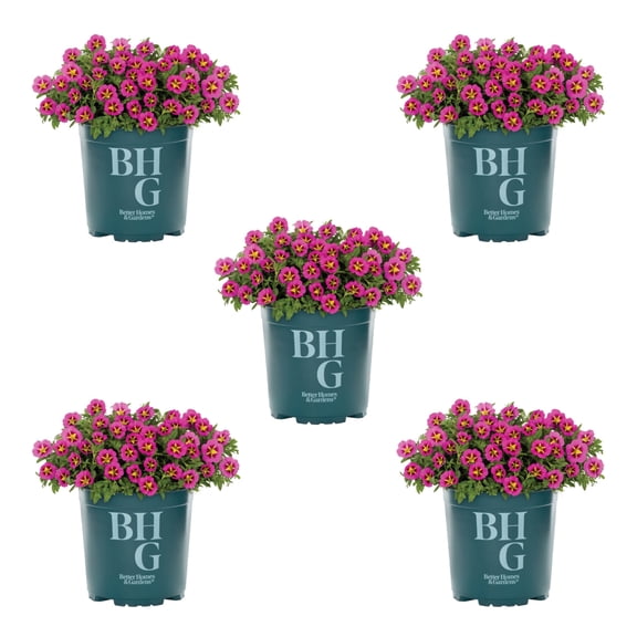 Better Homes & Gardens 1.5PT Pink Yellow Calibrachoa Live Annual Plant Sun 5-Pack