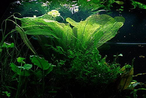 madagascar lace bulb