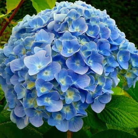 Nikko Blue Live Plant, Hydrangea Tree Live Plant, Dormant Tree, Quart Pot, Outdoor Planting, 6-12 Inch