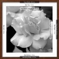thumbnail image 5 of Art.com Candy Rose Photo by Nicole Katano, Brown Frame Wall Art, 21" x 21", 5 of 5