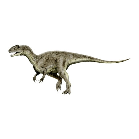 - Allosaurus is a theropod dinosaur from the Late Jurassic Period Poster Print