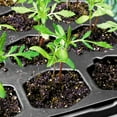 thumbnail image 6 of Ferry Morse Pro-Hex Seed Starting Tray 72 Cells - Reusable Plastic Tray, 6 of 10