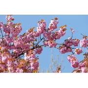 Kwanzan Cherry Tree – Double-Pink Flowering Ornamental Tree with Stunning Spring Blossoms