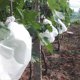 thumbnail image 4 of Scienceny bolsos transparentes y respirables de la malla del paño 100pcs para la aplicación amplia de la protección de la fruta Jardín y Patio, 4 of 6
