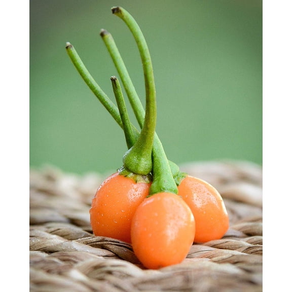 Carioca Orange Brazilian Wild Pepper Premium Seeds Packet