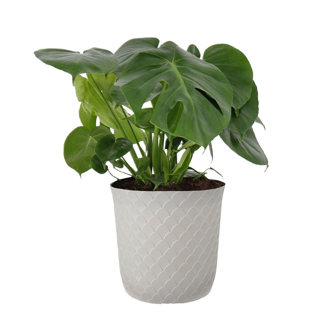 United Nursery Live Monstera Deliciosa Plant 2428in Tall in 10 inch