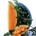 thumbnail image 3 of TomorrowSeeds - Tendersweet Orange Watermelon Seeds - 20+ Count - For 2025 Planting Non-GMO Heirloom, 3 of 11