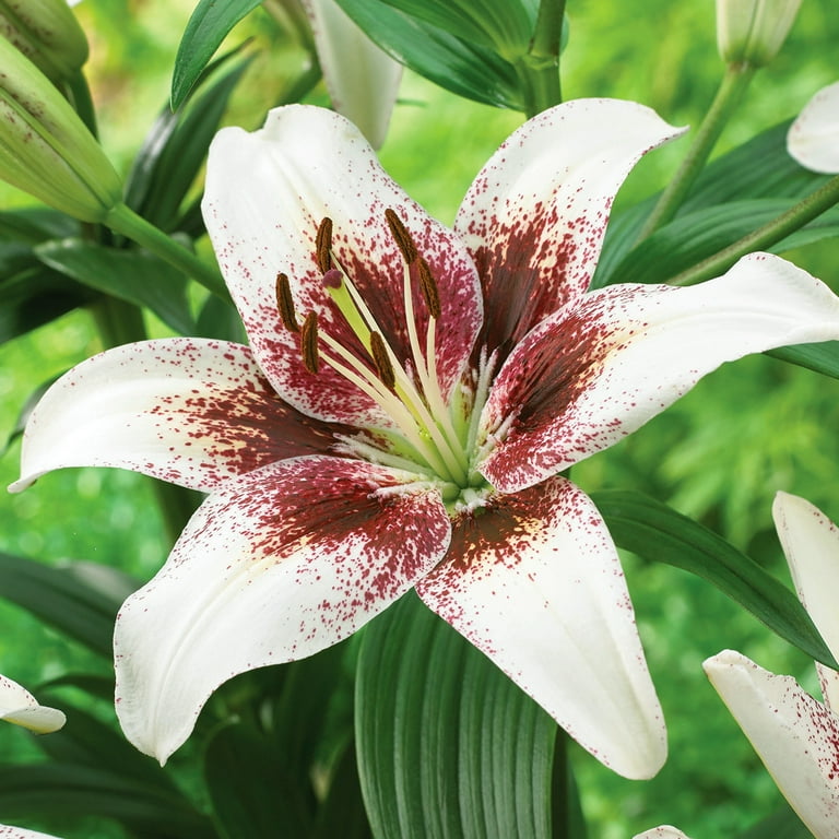 Lilly　0710 Van Zyverden's Lily Tribal Kiss (Set of 4 Dormant Bulbs