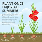 Mixed Gladiolus Flower Bulb Value Bag - 30 Bulbs Per Pack - Mixed Colors - Attracts Butterflies and Hummingbirds - Deer Resistant - Good as Cut Flowers - Perennializing