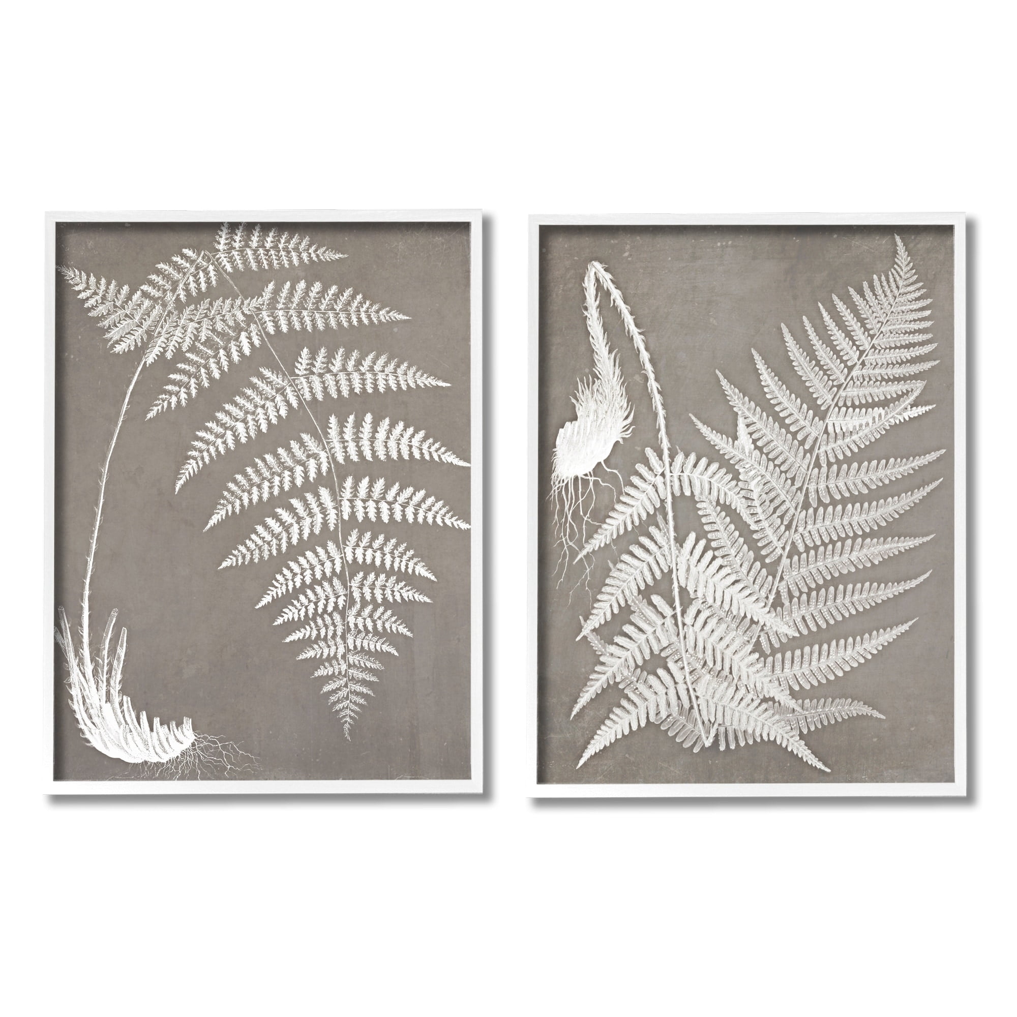 Stupell Industries Detailed Fern Plant White Botanical Herb Roots Graphic Art White Framed Art Print Wall Art, Set of 2, Design by Graffitee Studios