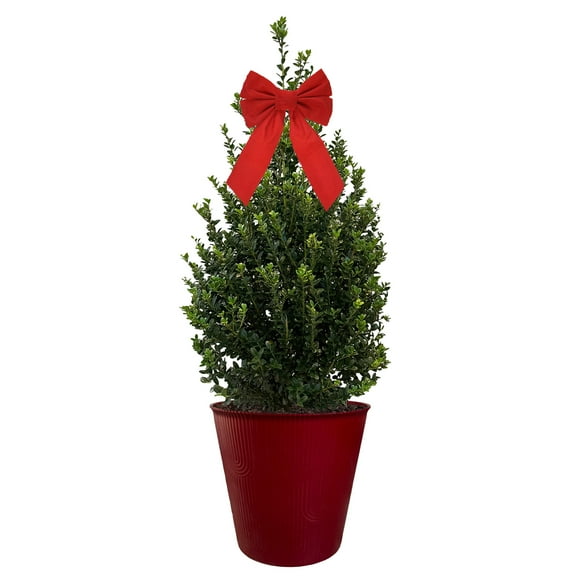 Holly Cone Evergreen Live Shrub in Decorative Pot with Bow (3 Gallon)