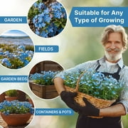 Organo Republic Cape Forget-Me-Not Seeds – 1,400+ Non-GMO Heirloom Seeds, 3g Packet for Planting Flowers Indoors & Outdoors, Pollinator-Friendly Blue Blooms for Home Garden