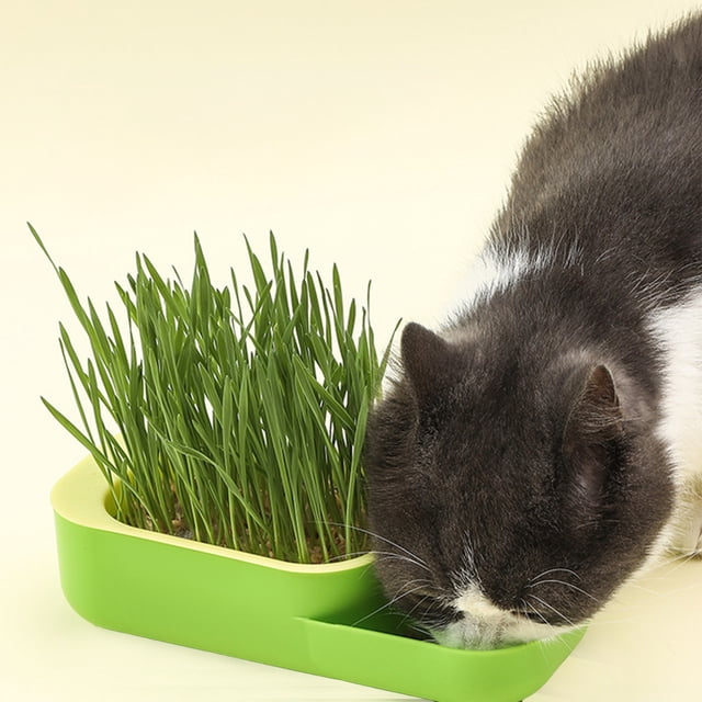 Birdeem Hydroponic Cat Grass Kit,Portable Growing Box with Removable Tray and Ventilated Lid,Separate Feeding Area for Easy Harvest,Compact Design 7.9X3.5X2 In