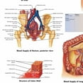 thumbnail image 2 of The Gastrointestinal System Wall Art Posters Canvas Print Artwork Wall Chart Human Anatomy Wall Painting Office Hospital Room Home Decoration (without Framed),Multicolor,16x19.7 inch(40x50 cm), 2 of 5