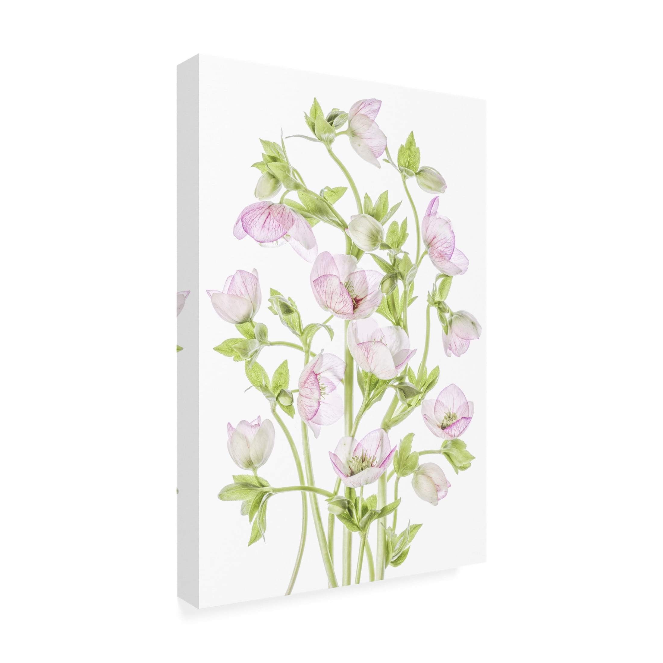 Canvas Wall Art - Mandy Disher 'Hellebore' Wall Art for Living Room, Bedroom, or Office Décor by Trademark Fine Art - 16 x 24 Inches