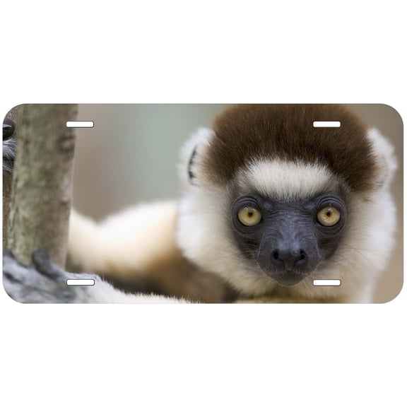 Monkey TAG38 Novelty Car Auto License Plate