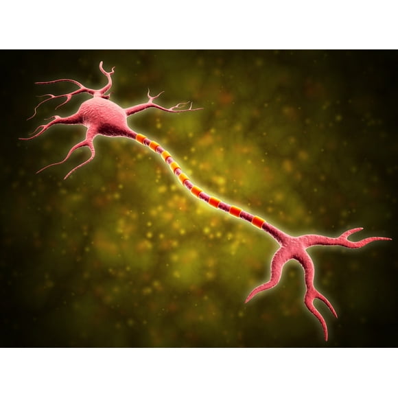 Vue Microscopique d'Un Neurone Multipolaire. Les Neurones Multipolaires Possèdent un Seul Axone et de Nombreuses Affiches dendrites (16 x 12)