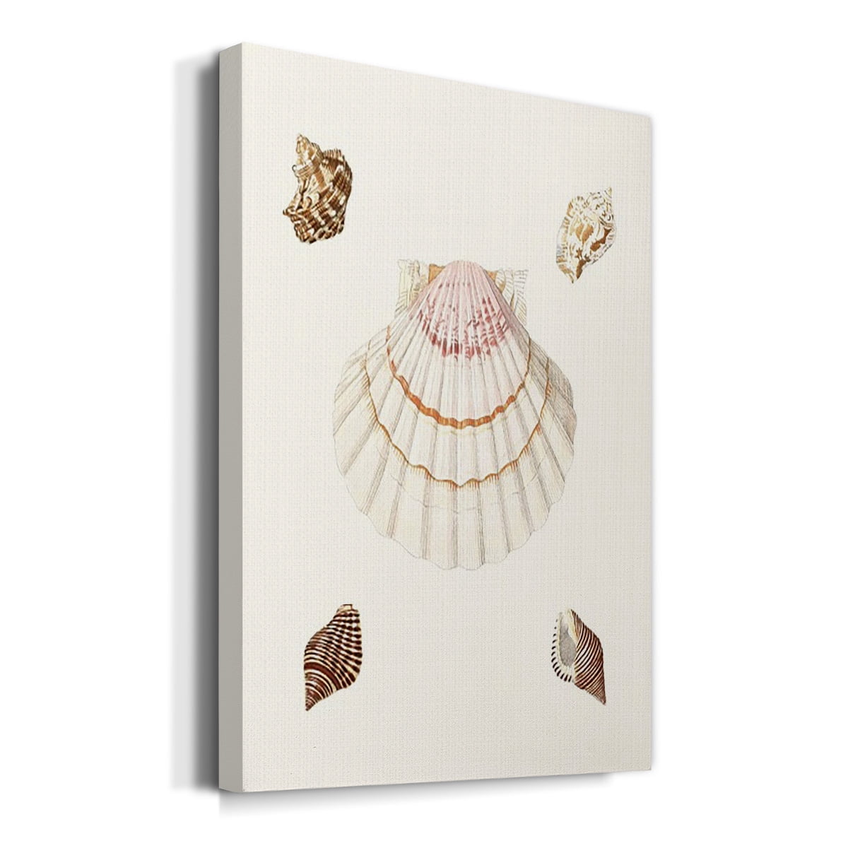 Pastel Knorr Shells IV Premium Gallery Wrapped Canvas - Ready to Hang