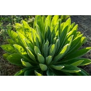 Plant Good Seed Mullein Seeds: Yellow Flowers, Green Leaves for Herbal Tea, Full Sun Easy Biennial