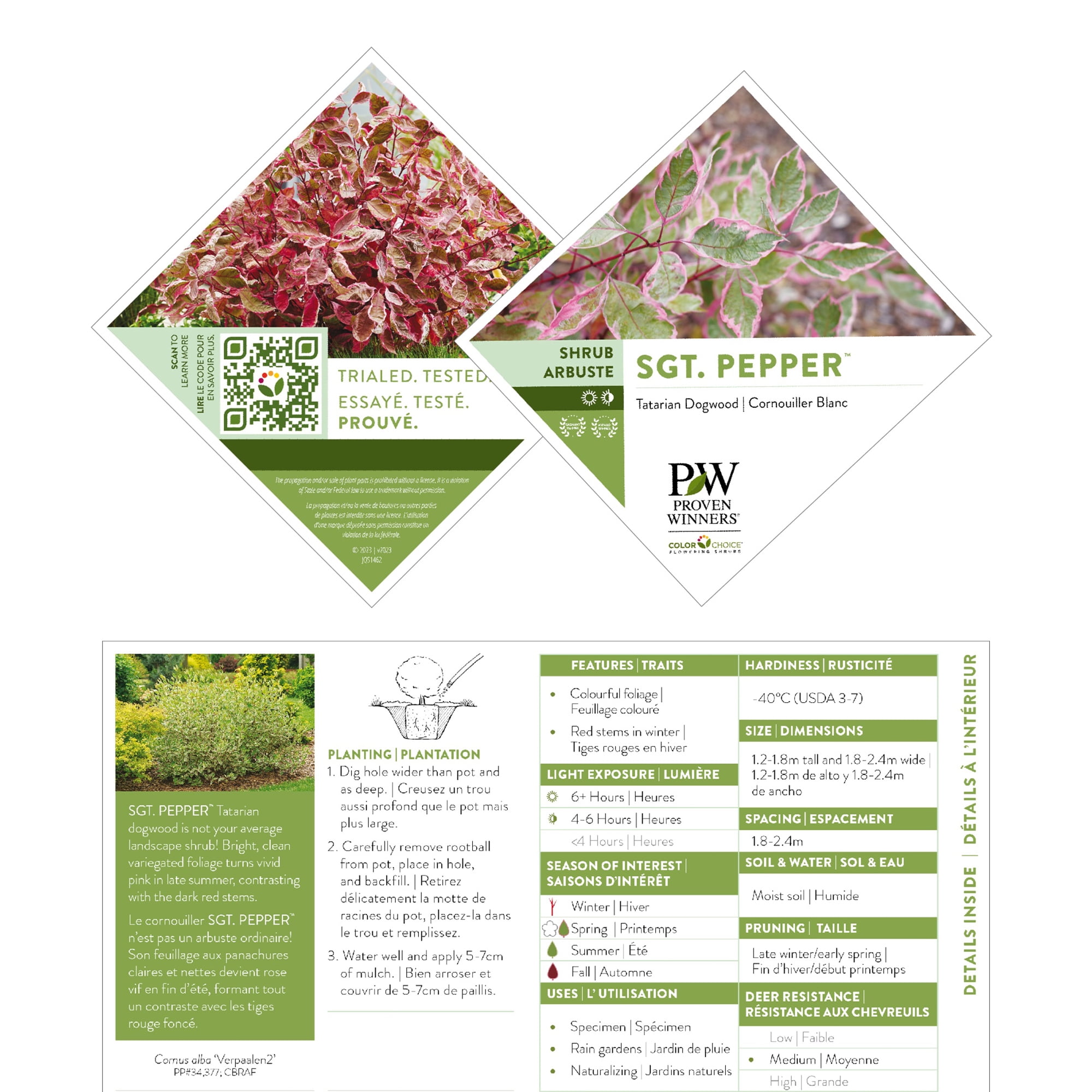 Proven Winners ColorChoice Sgt Pepper Dogwood Live Shrub (2 Gallon)