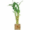 Brussel's Lucky Bamboo 5 Stalk Straight - Small - (Indoor)