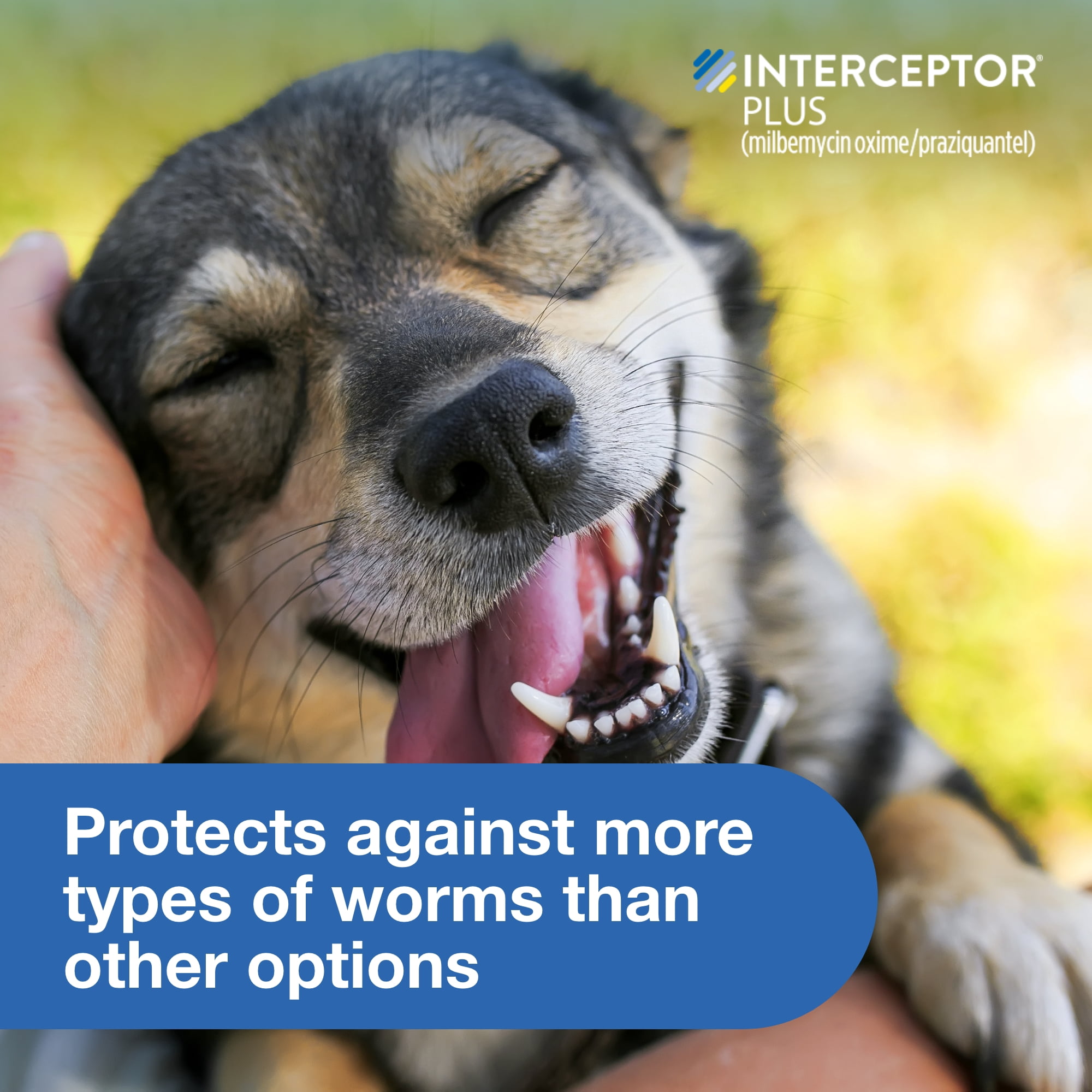 Interceptor Plus Prevention for Heartworm + 4 Other Worms for Dogs 8.1-25 lbs. 6 Chews, 6-Month Supply