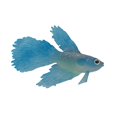 thumbnail image 1 of Genérico Artificial silicona suave efecto nte Betta acuario pecera decoración Salvador  Betta de silicona artificial, 1 of 10
