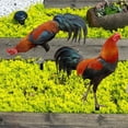 thumbnail image 1 of Estacas decorativas para jardín Sharpla estatuilla acrílica escultura Animal estatua de gallo Estilo A y B, 1 of 8