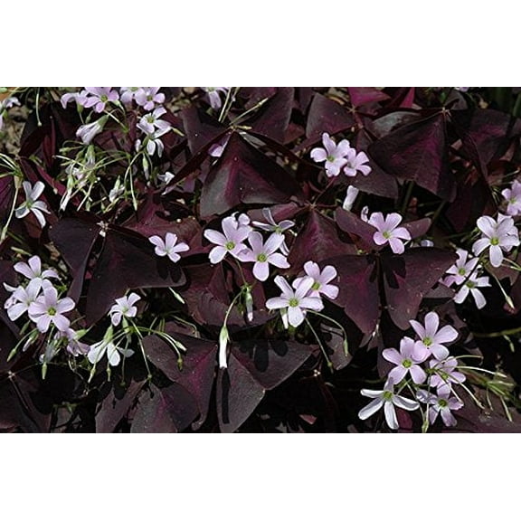 Oxalis Triangularis (10 bulbs) - Purple Shamrocks for Indoors or Out!
