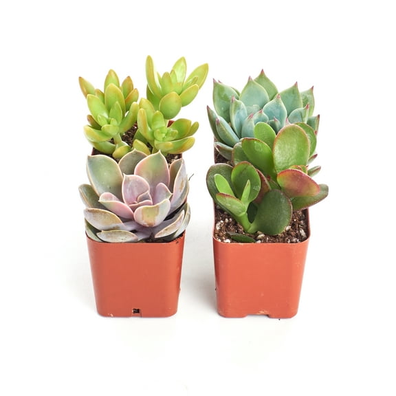 Home Botanicals Unique Succulent (Collection of 4)